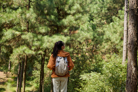 松树背影年轻女生户外徒步旅行登山背影背景