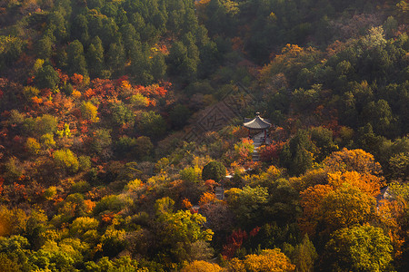 小山阿久志神社北京香山公园秋天背景