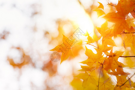 北京香山公园秋天高清图片