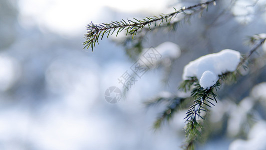 大雪覆盖冬天树枝积雪霜降背景