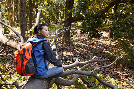 健康大树素材独自徒步的女生坐在树上休息背景