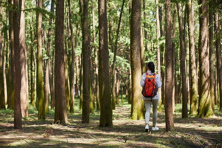 单独旅行森林徒步女生远足背影背景