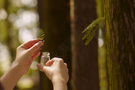 镊子采集植物样本手部特写背景