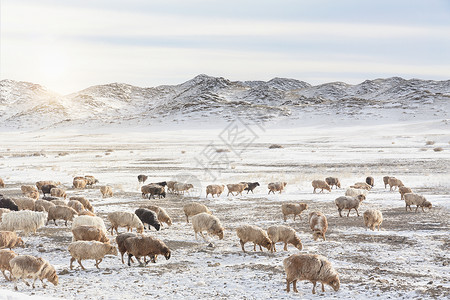 新疆雪地的羊群背景图片