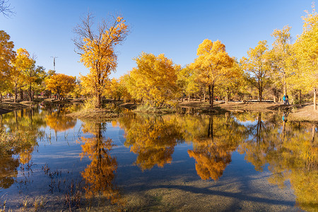 秋天的甘肃金塔大气金黄的胡杨林背景图片