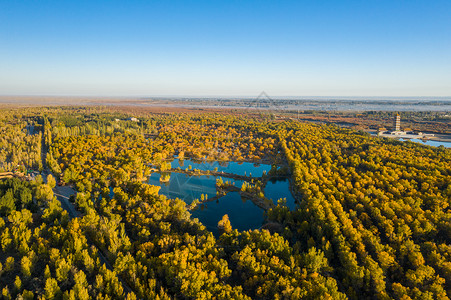 秋天的甘肃金塔大气金黄的胡杨林背景图片