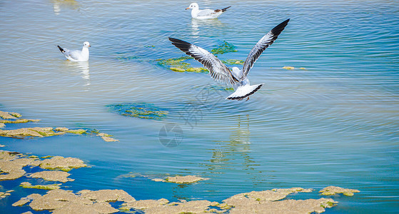 青格达湖西台吉乃尔湖飞鸟背景