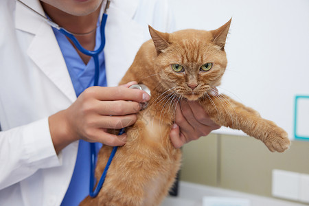 兽医使用听诊器给猫咪听诊图片