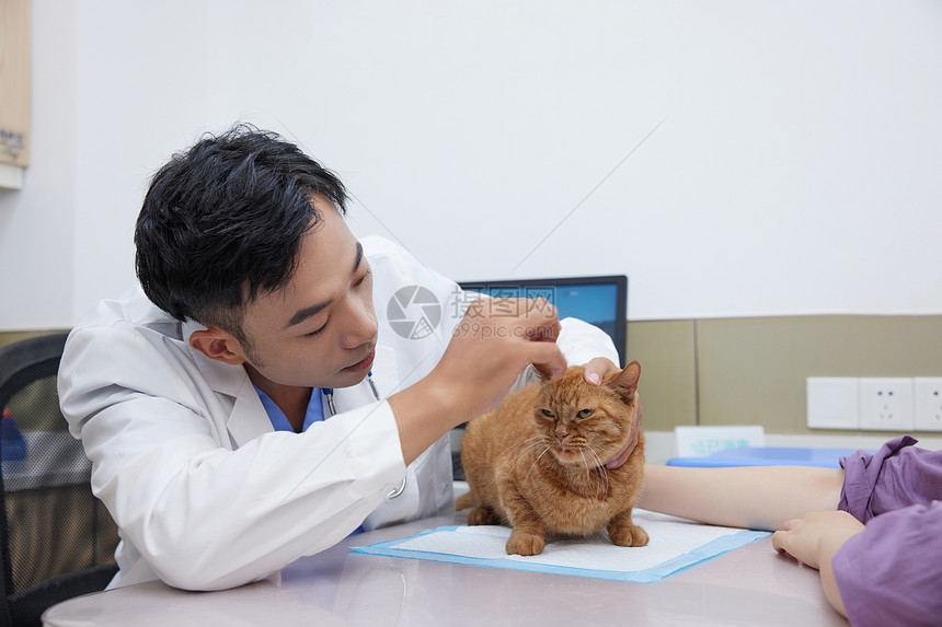 猫咪主人带猫咪来宠物医院看病治疗图片