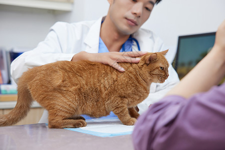 男性兽医抚摸前来看诊的猫咪高清图片