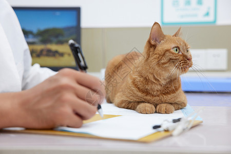 诊所室内兽医记录生病猫咪的身体情况特写背景