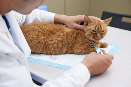 抚摸猫宠物医生给宠物猫量体温特写背景