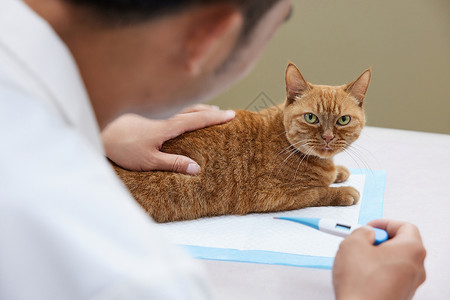 宠物医生给宠物猫量体温图片