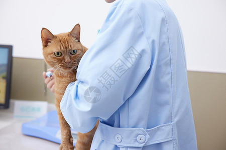 宠物诊所护士为猫咪量体温特写图片