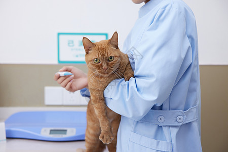 为爱而拼宠物诊所护士为猫咪量体温特写背景