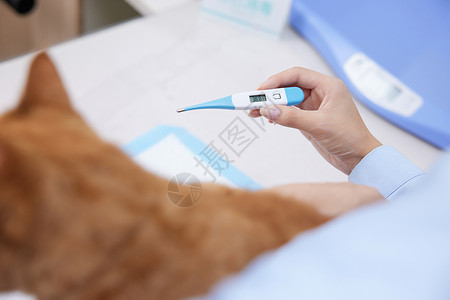 宠物医院护士查看猫咪体温图片