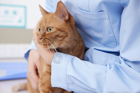 宠物 看病宠物医院里看病的猫咪特写背景