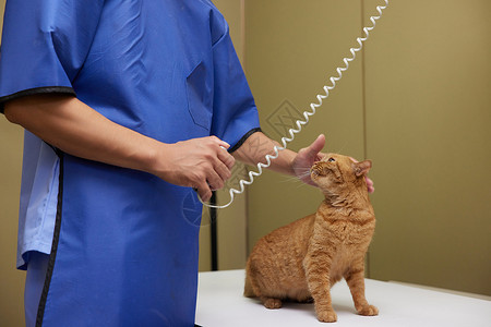 人与小动物宠物医生为生病的猫咪拍摄x光片背景