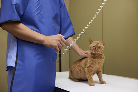 宠物医生为生病的猫咪拍摄x光片高清图片