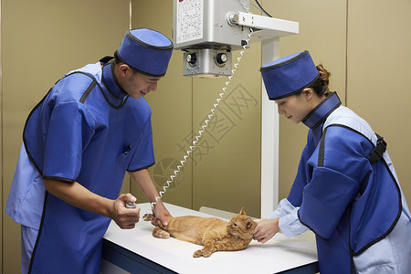 宠物医生为生病的猫咪拍摄x光片高清图片