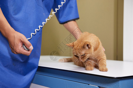 宠物医生为生病的猫咪拍摄x光片图片