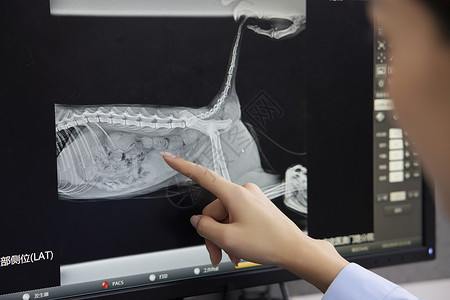 兽医使用电脑查看猫咪的x光片图片