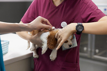 狗品种侏儒生病的比格犬来宠物医院就诊背景