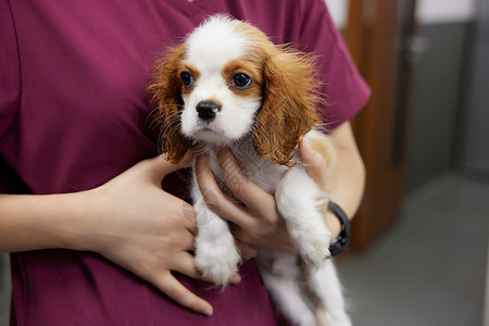 生病的比格犬来宠物医院就诊高清图片