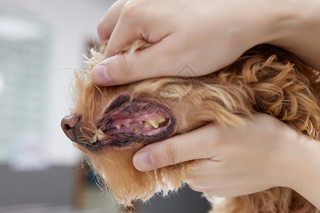 经营状况宠物医生为宠物狗检查牙齿状况背景