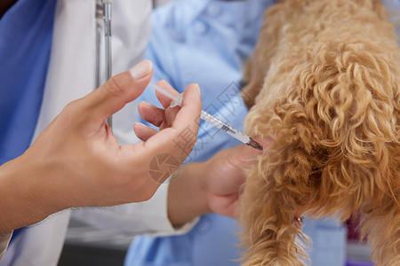 动物医院宠物医生给狗狗打疫苗背景