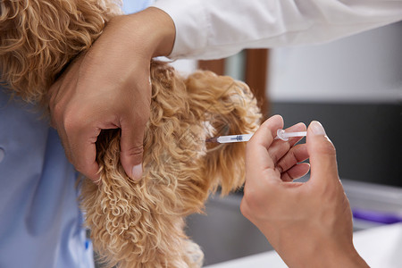 兽医为狗狗注射针剂图片