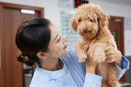 狗受伤宠物医院护士安抚受伤的泰迪犬背景