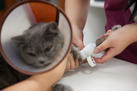 动物人像素材宠物医生为受伤的猫咪包扎伤口背景