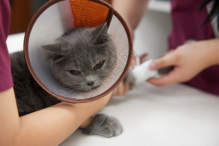 伊丽莎白肯尼宠物医院兽医给生病的猫咪包扎伤口背景