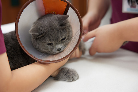 伊丽莎白肯尼宠物医生为受伤的猫咪包扎伤口背景