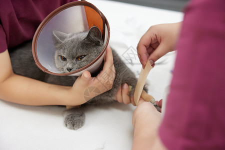 白圈宠物医院兽医给生病的猫咪包扎伤口背景