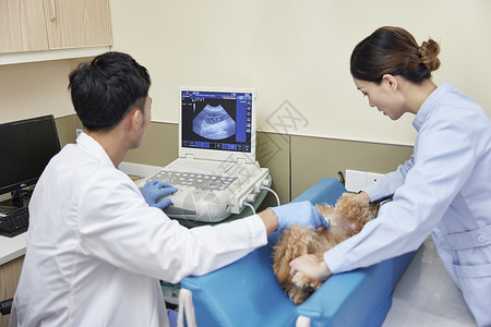 宠物医院医护团队为狗狗做彩超图片