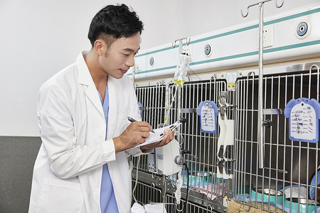 动物记录宠物医生为住院的狗狗做康复记录背景