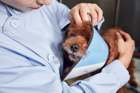 宠物医院护士安抚住院的狗狗图片