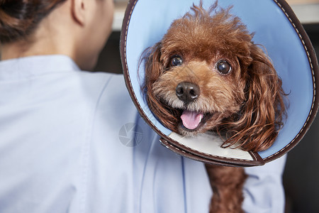 宠物治疗护士检查生病的狗狗特写背景