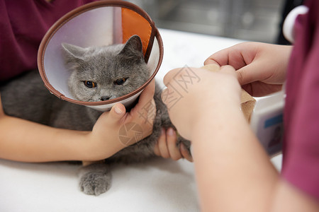 宠物医院兽医给生病的猫咪包扎伤口高清图片