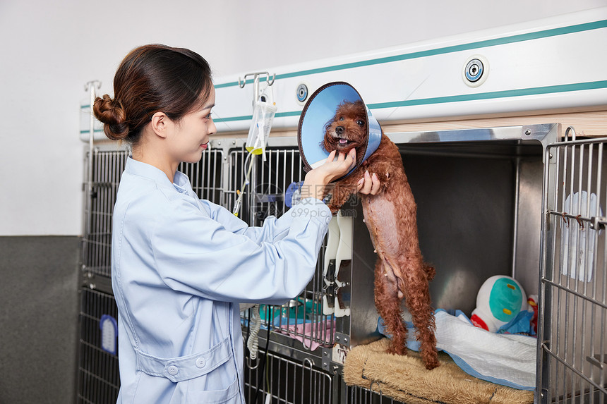 宠物医院护士安抚住院的狗狗图片