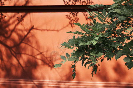 树影摇曳的古典红墙高清图片