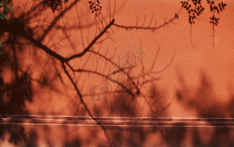 树影摇曳的古典红墙背景图片