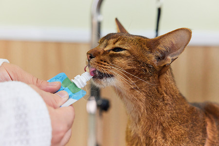阿比西尼亚的宠物猫吃营养膏特写背景