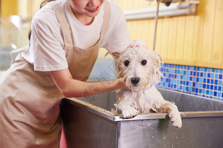 宠物店女技师给宠物狗洗澡特写背景图片