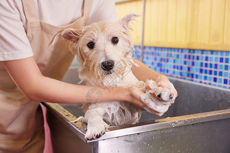 宠物清洁宠物狗狗洗澡打泡泡特写背景