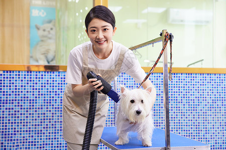 宠物店美容技师给狗狗吹毛图片