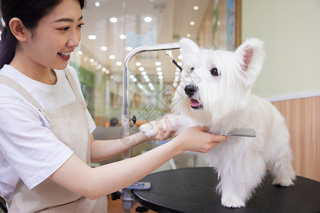 宠物店宣传宠物美容师给宠物狗狗梳毛美容背景