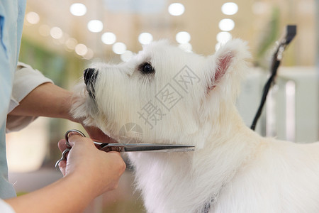 中国冠毛犬宠物店女性技师给宠物狗理毛剪毛特写背景